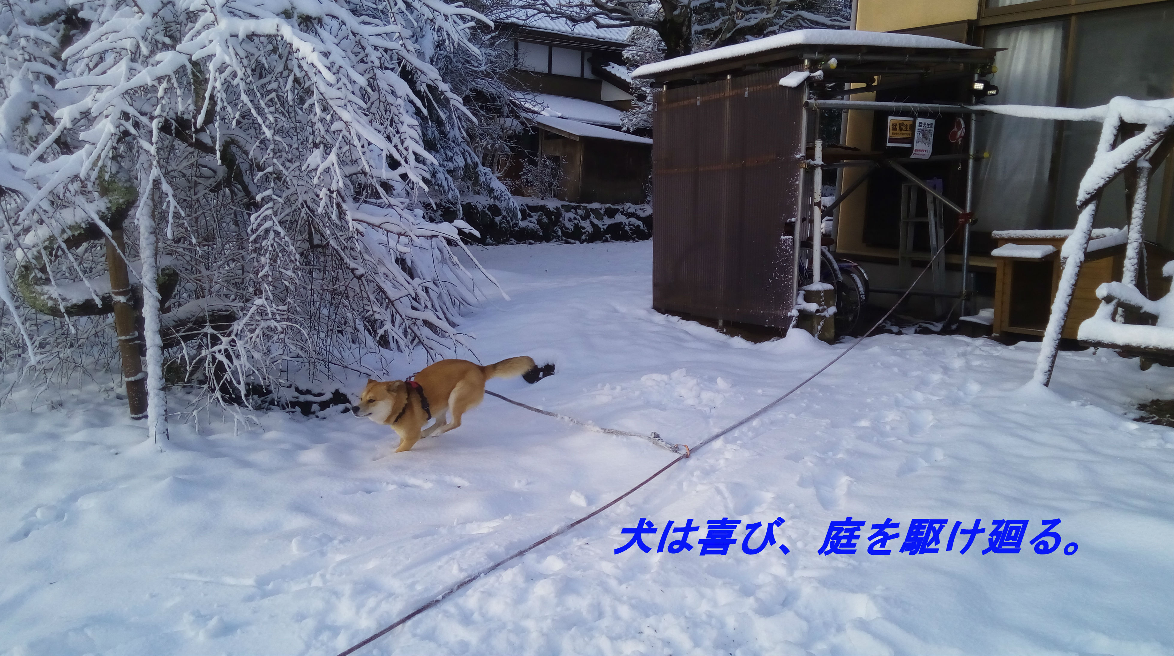 大雪を喜んでいるのは犬と子供だけ、千葉なのに積もった。