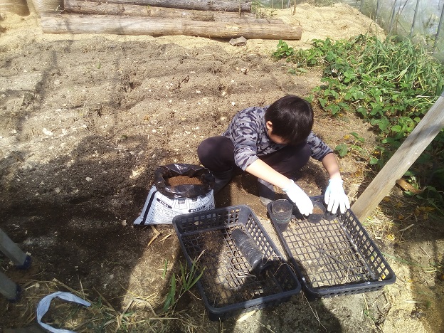 ポットに土入れ