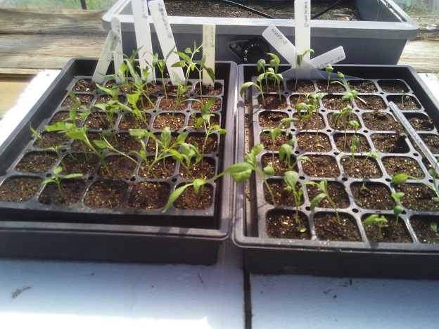 夏野菜の苗をポットに移植 トマトの種まき 家庭菜園やキャンプ Diyを楽しむサイト