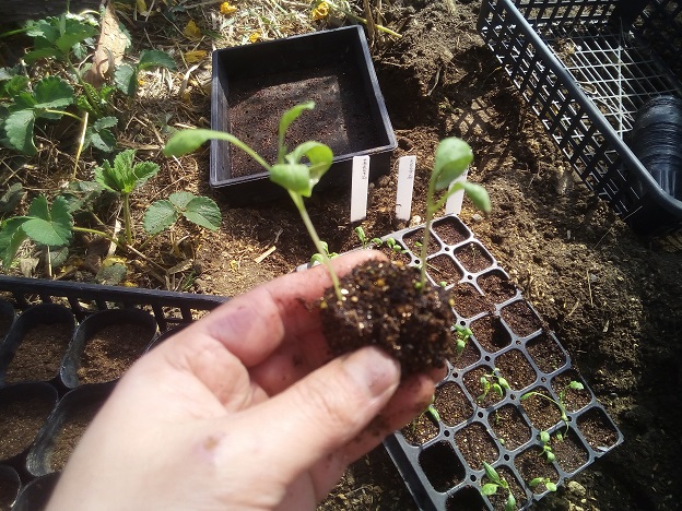 なすの苗の移植