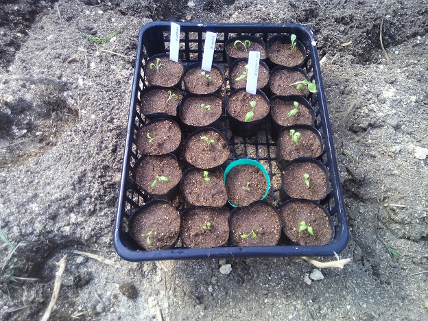 なすの苗移植完了