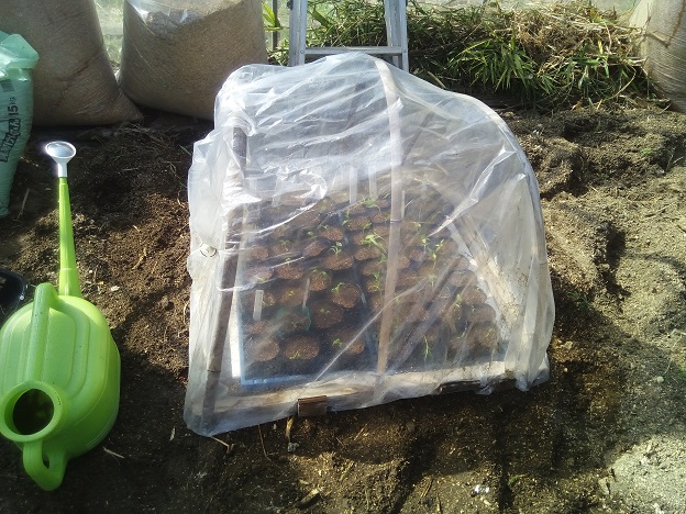 ハウスinハウス