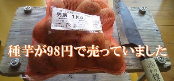 男爵芋の種芋が驚きの値段で売っていたので思わず購入。