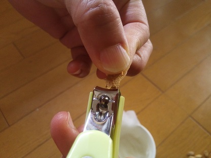 爪きりでゴーヤをカット