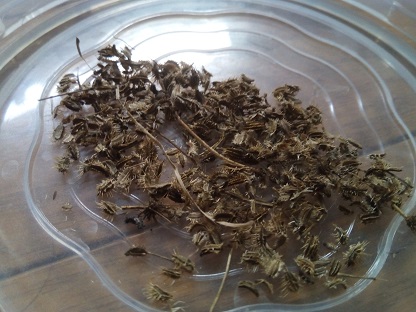 博多五寸にんじん