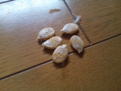 坊ちゃんカボチャの種