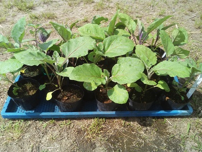ナスの苗