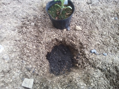 牛ふん堆肥を一握り