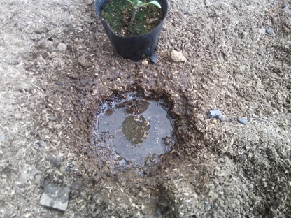 たっぷり水を注ぐ