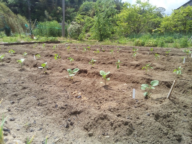 畑の定植完了