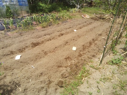 きゅうりの種まき