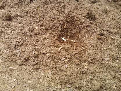 きゅうりの種の蒔き方