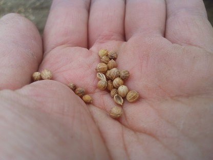 コリアンダーの種