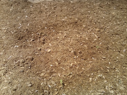 レタスの種蒔き