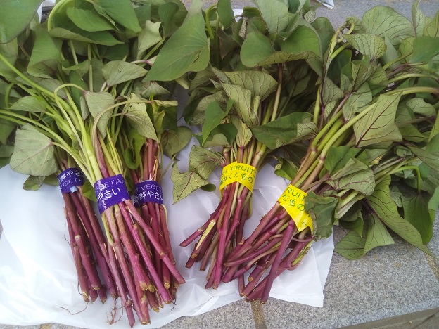 サツマイモの苗