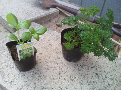 バジルとパセリの苗
