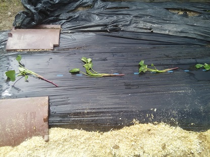 サツマイモの苗