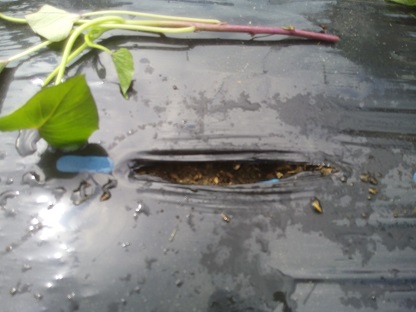 サツマイモの苗を植える