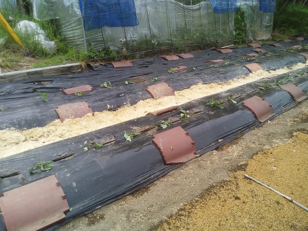 サツマイモの苗植え付け完了