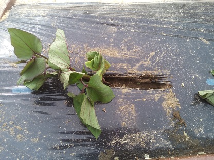 サツマイモの苗を植える