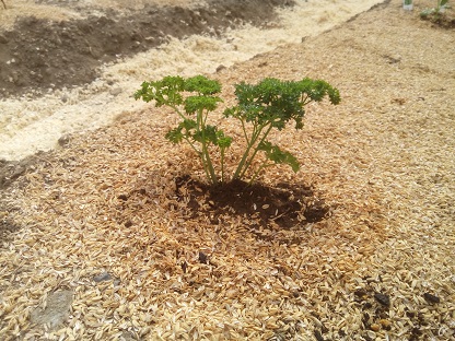 パセリの苗