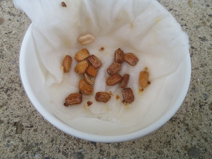 一晩水につけたゴーヤの種