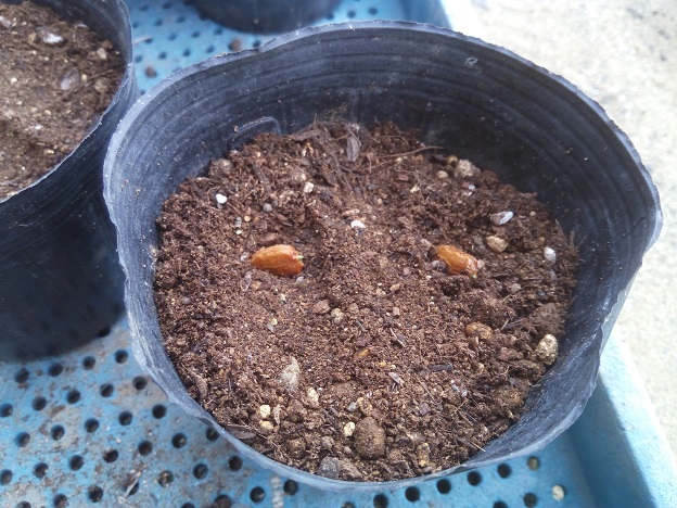 ゴーヤの種蒔き