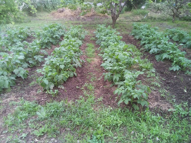 キタアカリの様子