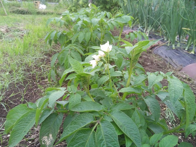 紫じゃがいもの花