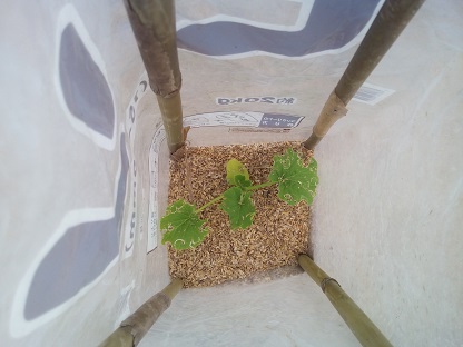 カボチャの苗がうりはむしのせいで