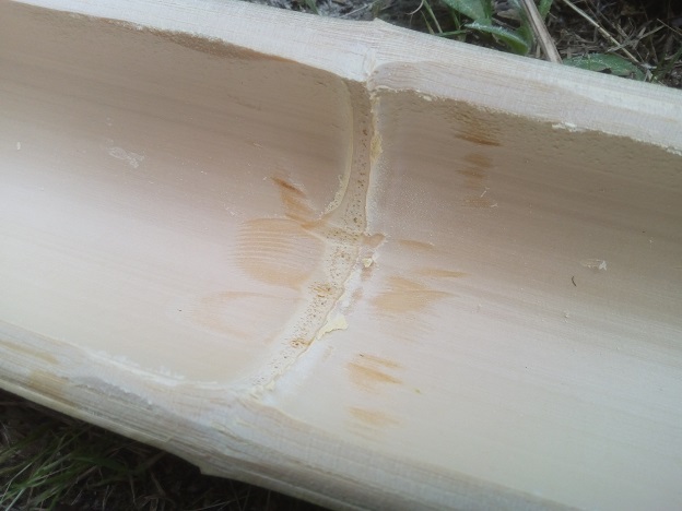 綺麗になった竹