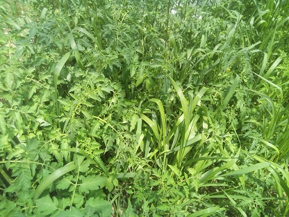 こぼれ種が発芽