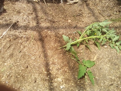 トマトの植え付け方法