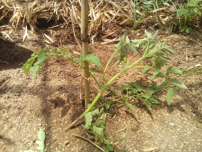 トマトの植え付け方法