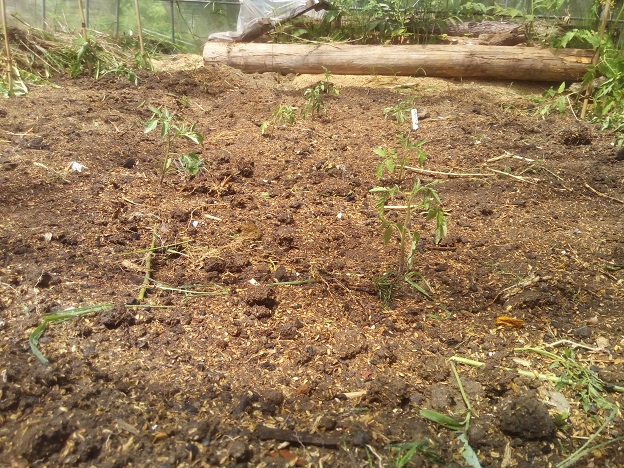 トマトの植え付け完了