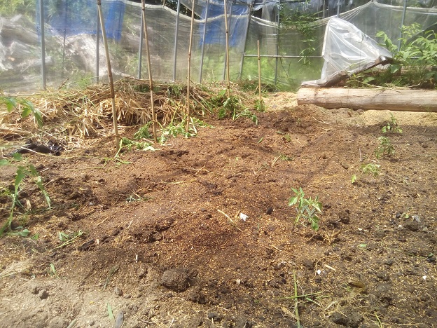 トマトの植え付け完了