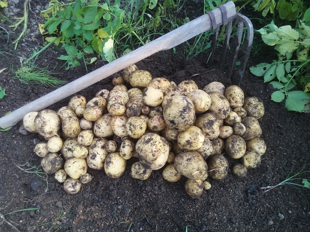 1列掘ったジャガイモ