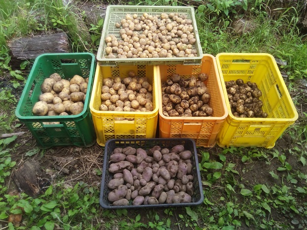 ジャガイモの収量