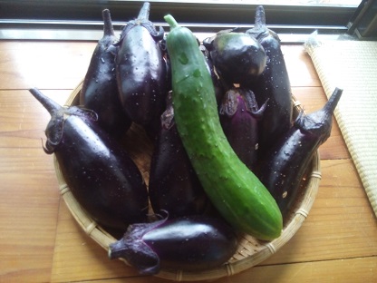 夏野菜の初収穫