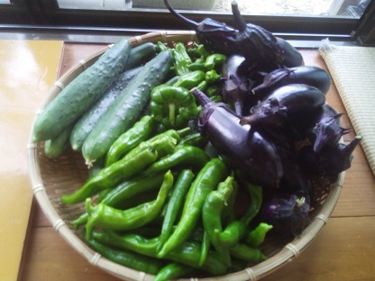 6月28日の収穫物