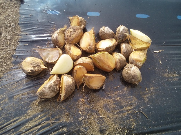 ジャンボにんにく