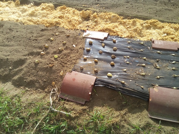 ジャンボにんにく