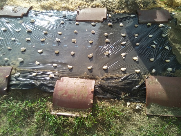 にんにくを並べる