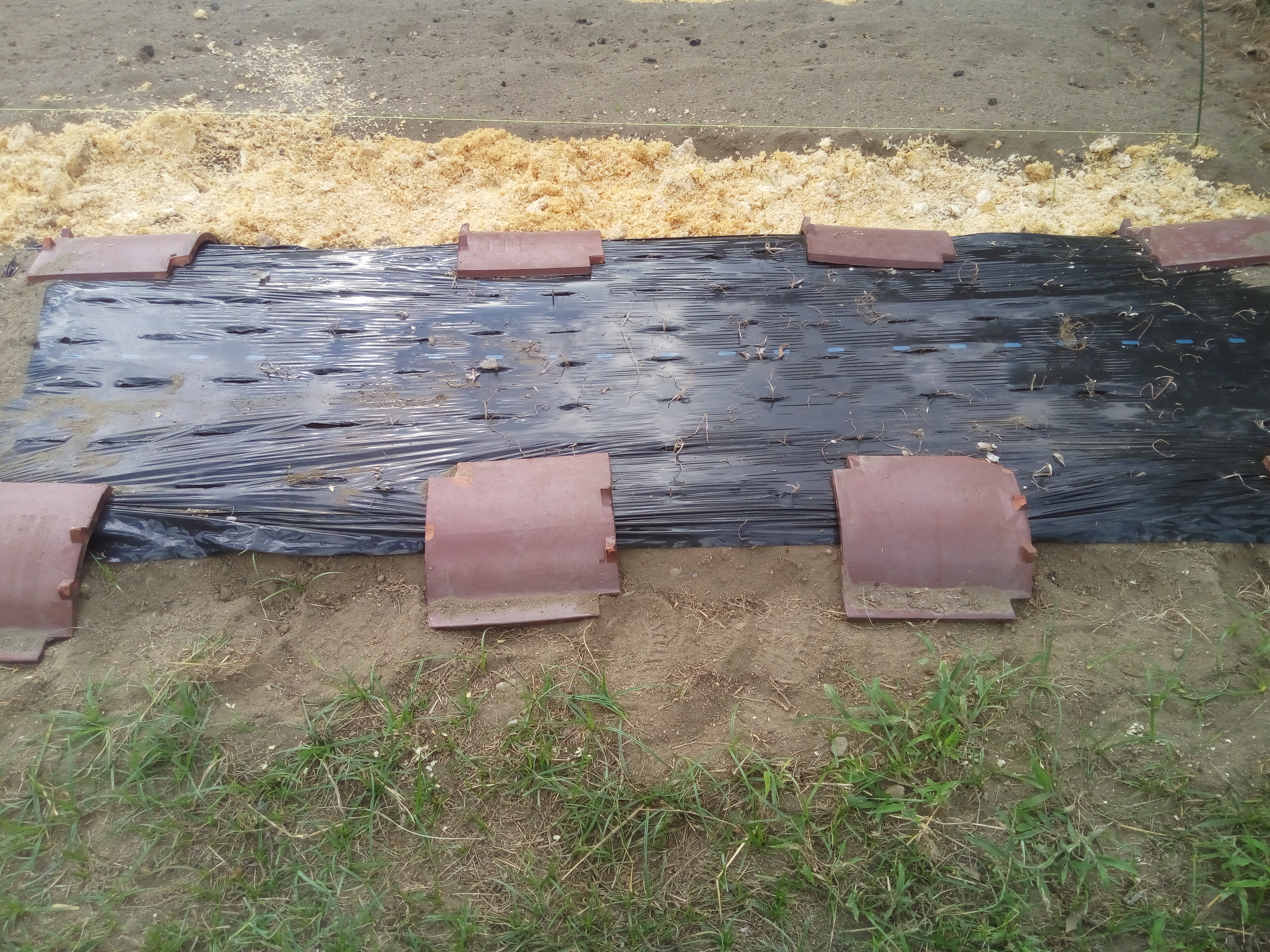 ジャンボにんにくの植え付け