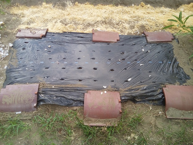 にんにく植え付け完了