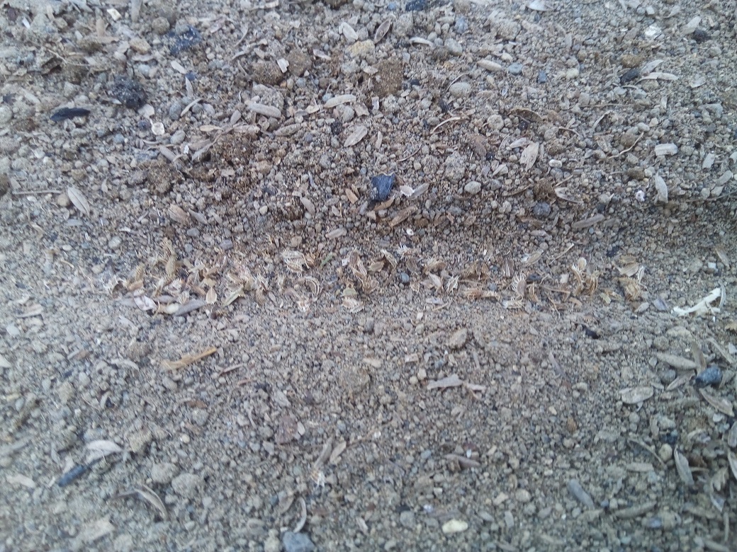 ニンジンの種まき