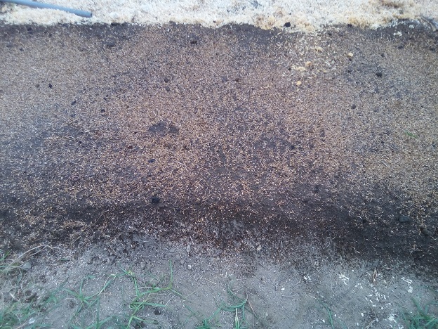 にんじんの種蒔き完了