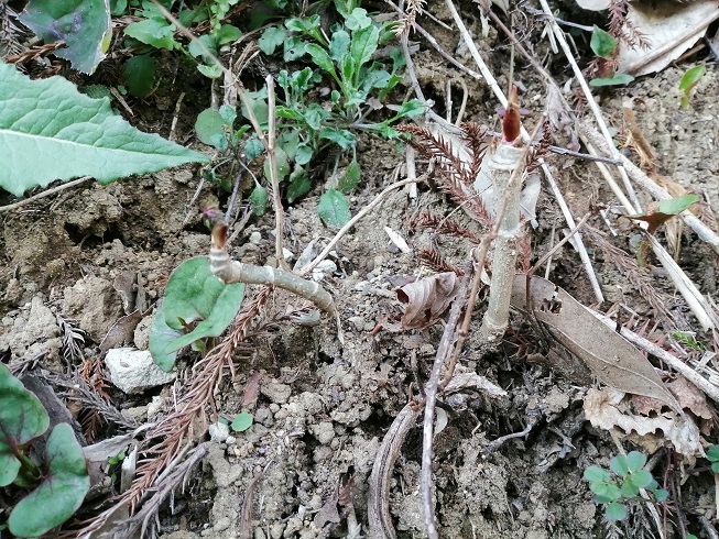 たらの木発見２