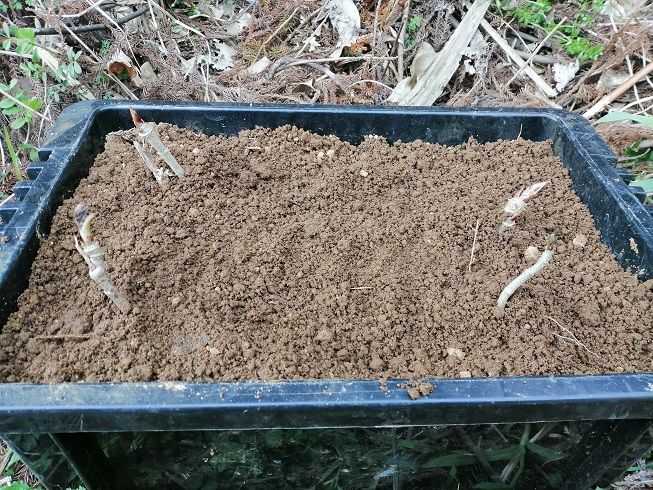 とりあえず4本収穫