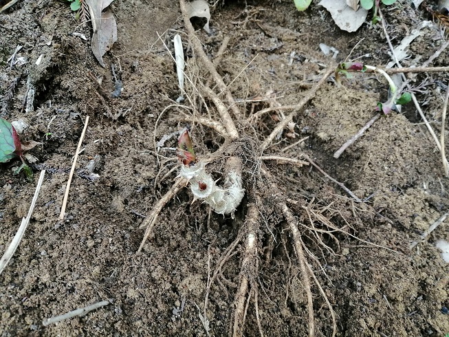 根から綺麗に掘り出す